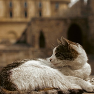 Image for choice number 2