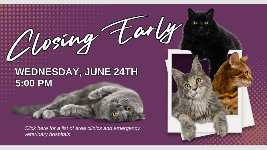 Closing Early Banner Cat June 2026